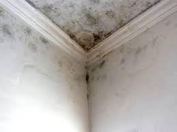 Best Commercial Mold Inspection  in Wernersville, PA