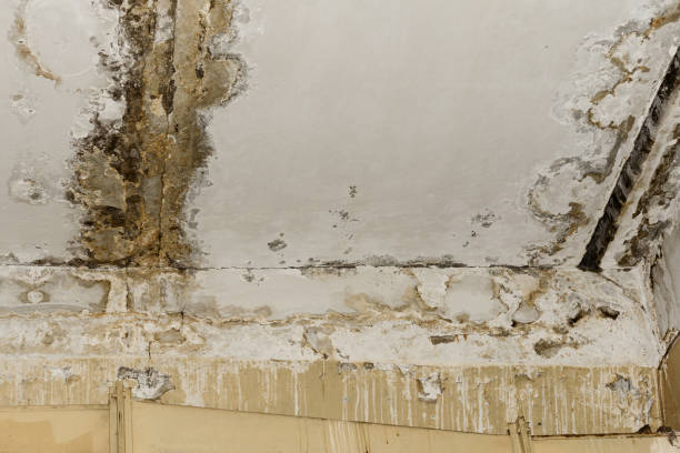 Best Mold Remediation for Healthcare Facilities  in Wernersville, PA